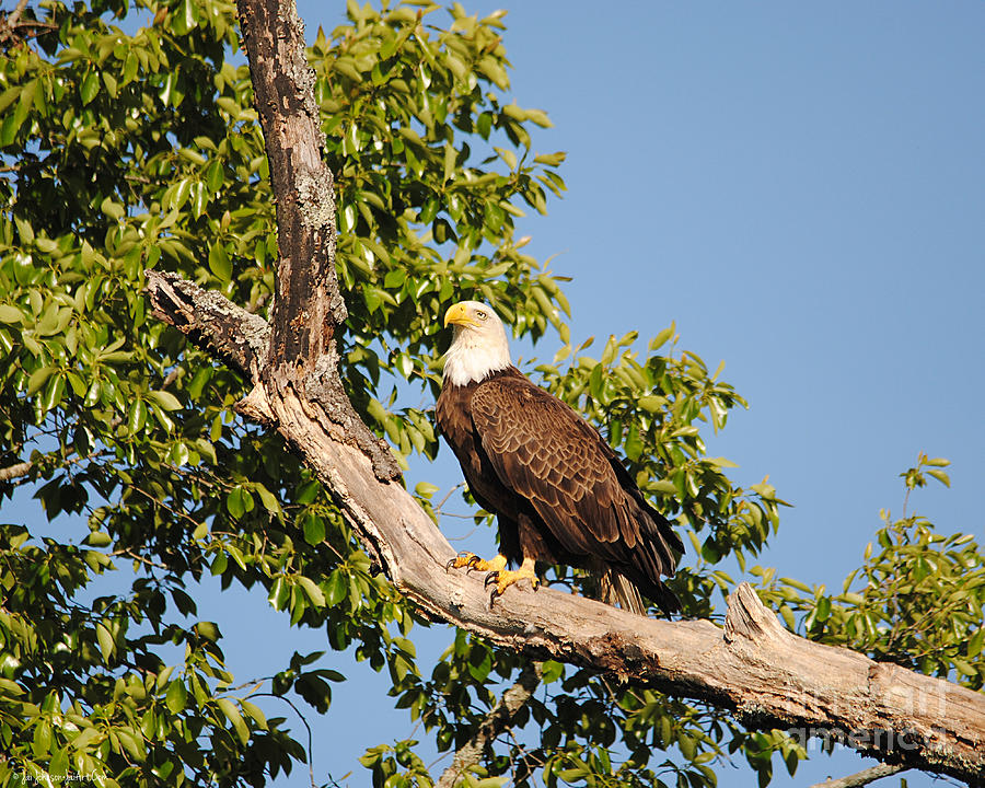 Eagle Photograph - Eagle on Roosting Branch by Jai Johnson