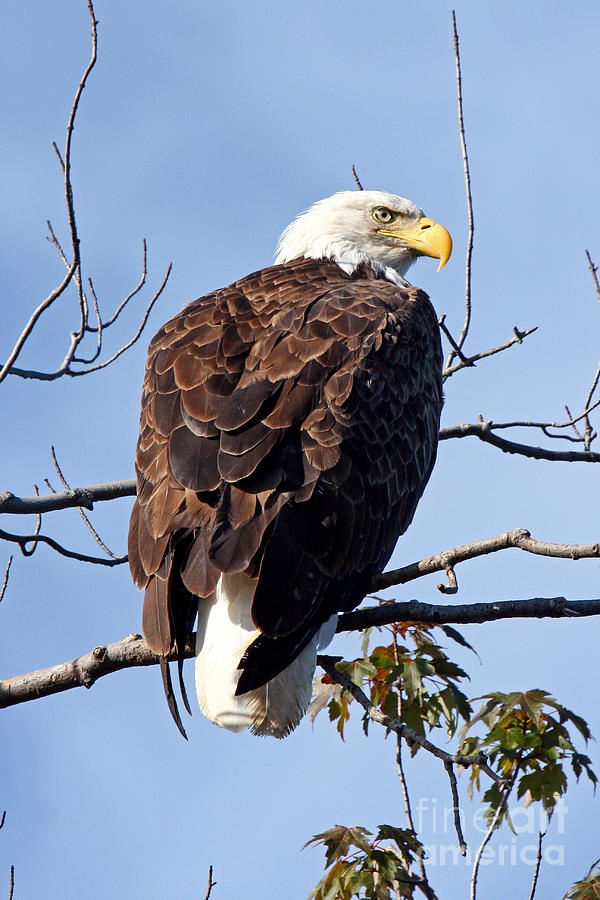Eagle on the Androscoggin Photograph by Butch Lombardi