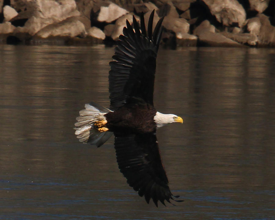 Eagle On the Hunt Photograph by Roger Becker
