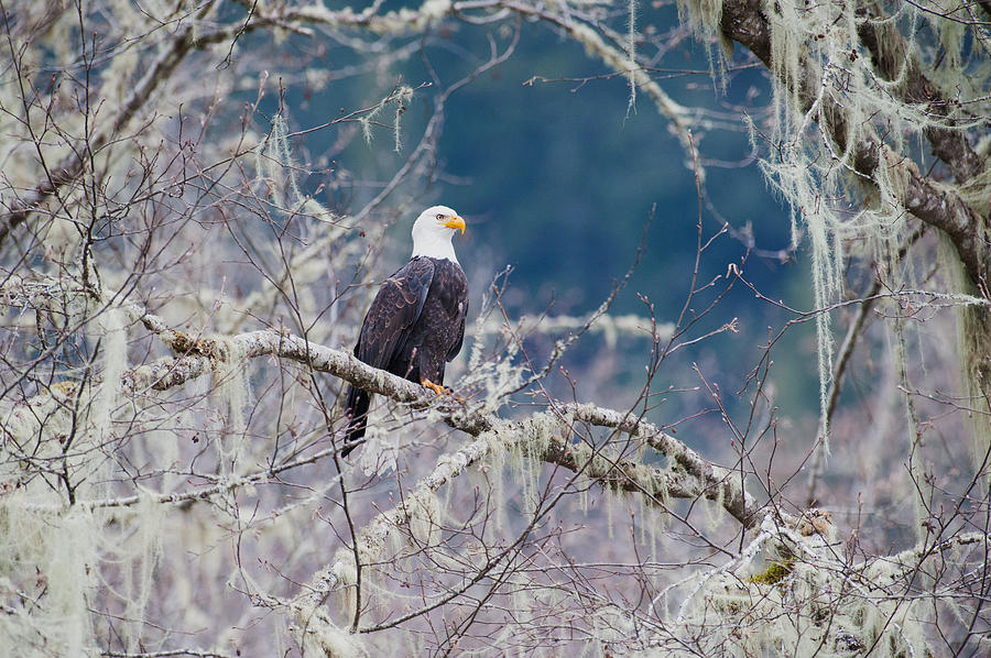 Eagle on the tree-2 Photograph by Hisao Mogi