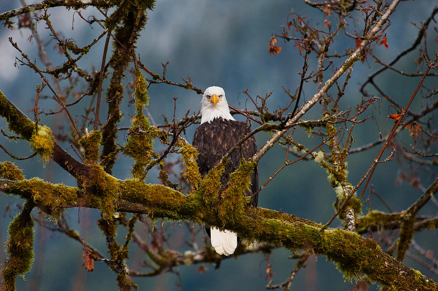 Eagle on the tree-3 Photograph by Hisao Mogi