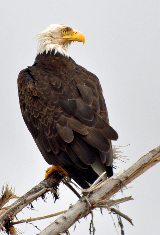 Eagle on Watch Photograph by Michael Bruce