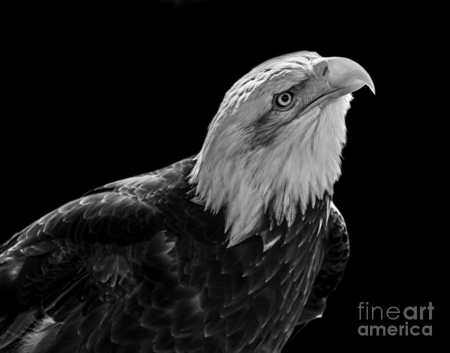 Eagle one Photograph by Ken Frischkorn