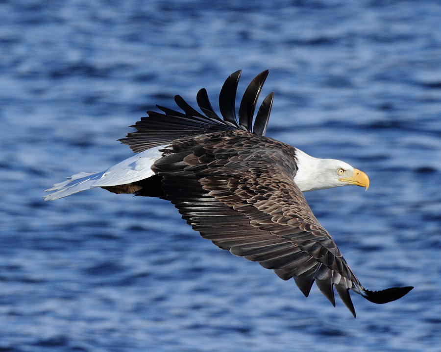 Eagle over Blue Water Photograph by Coby Cooper