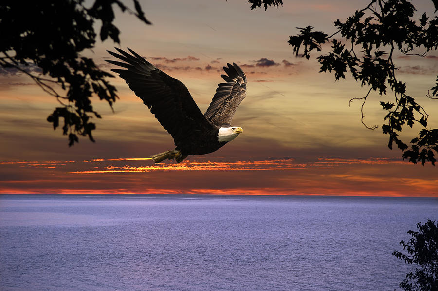 Eagle over Erie Photograph by Randall Branham