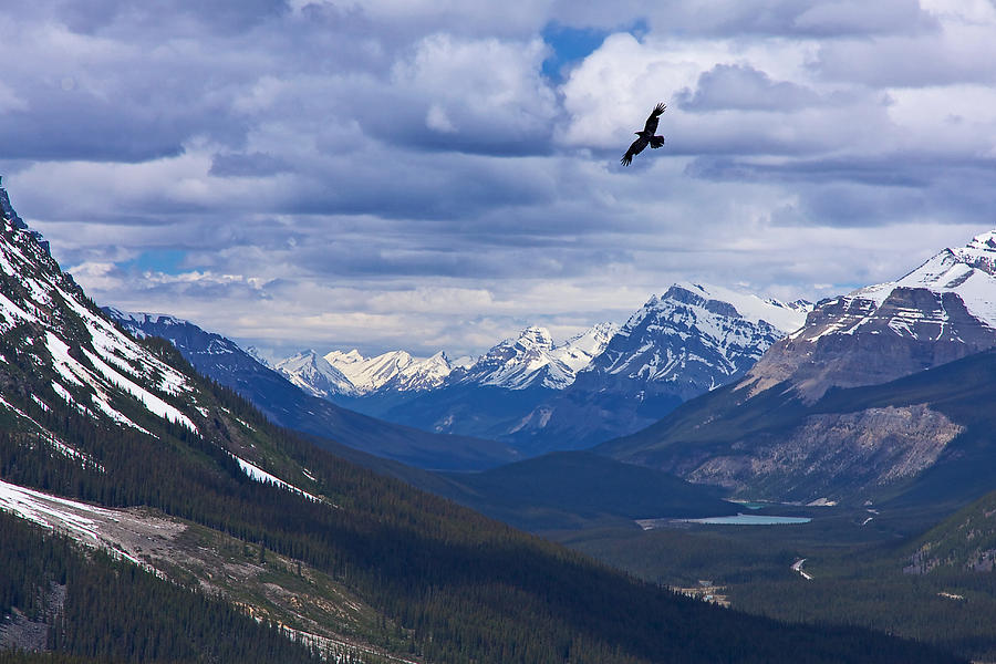 Banff National Park Photograph - Eagle Over Peyto Lake by Stuart Litoff