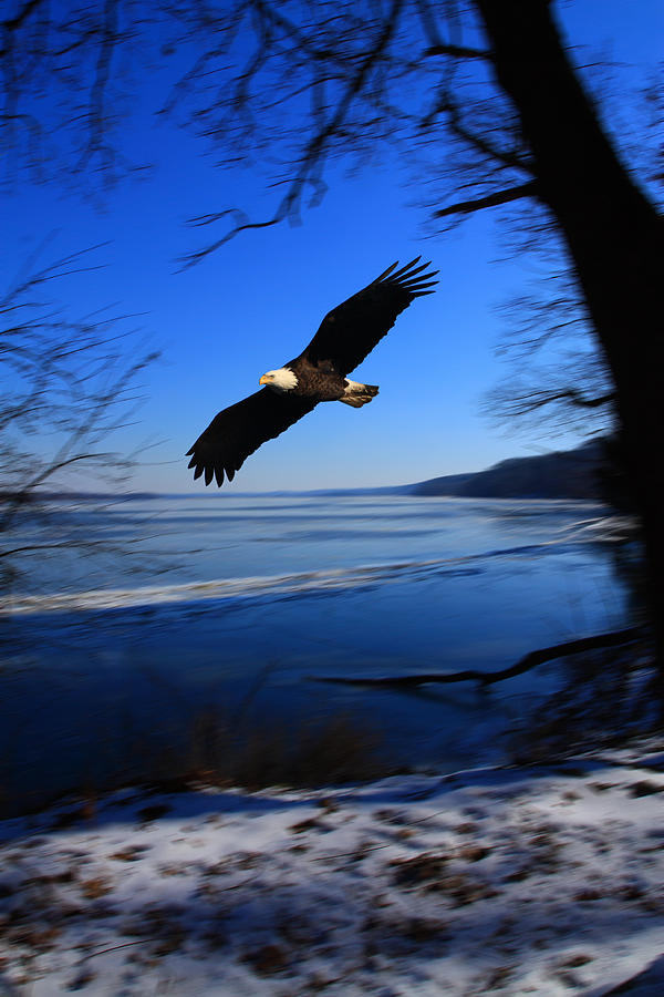 Eagle over the Illinois River Photograph by Coby Cooper