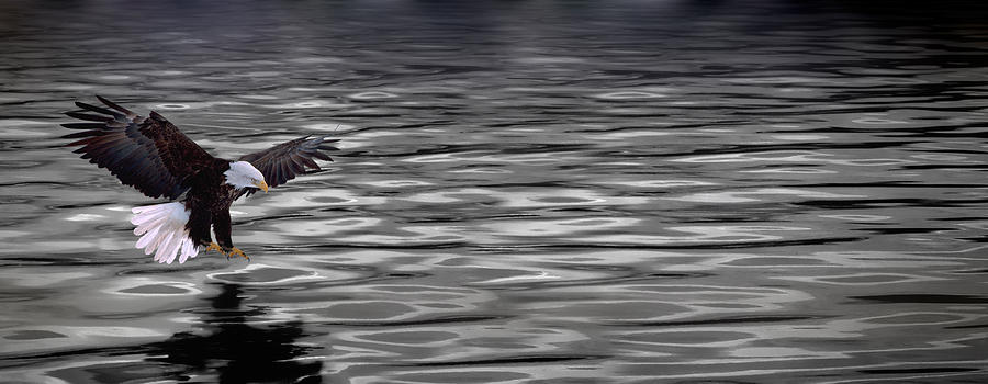 Eagle Over Water Photograph by Panoramic Images