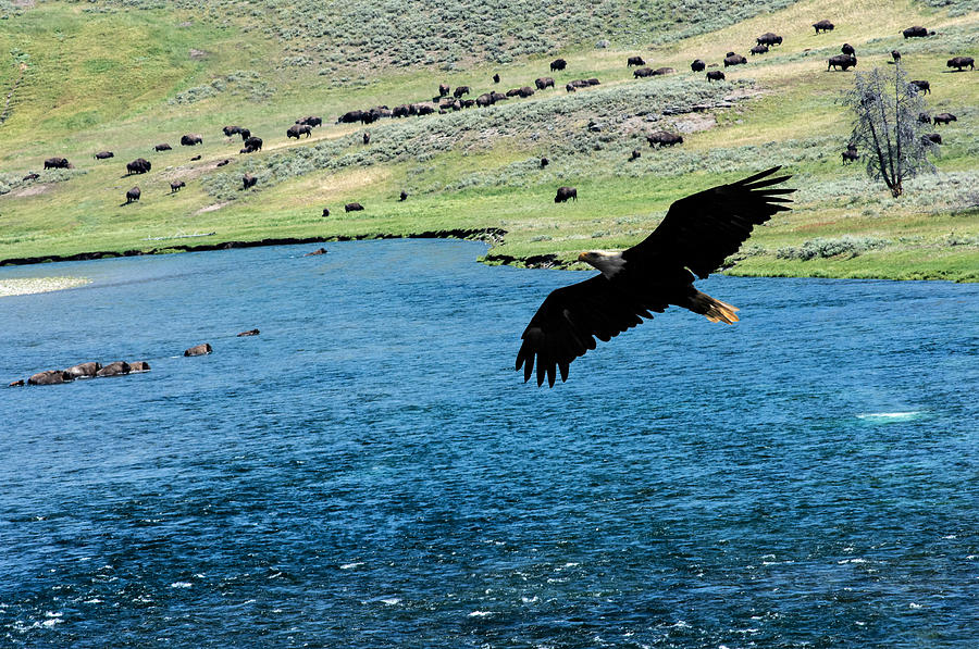 Eagle Photograph - Eagle over Yellowstone River by Randall Branham