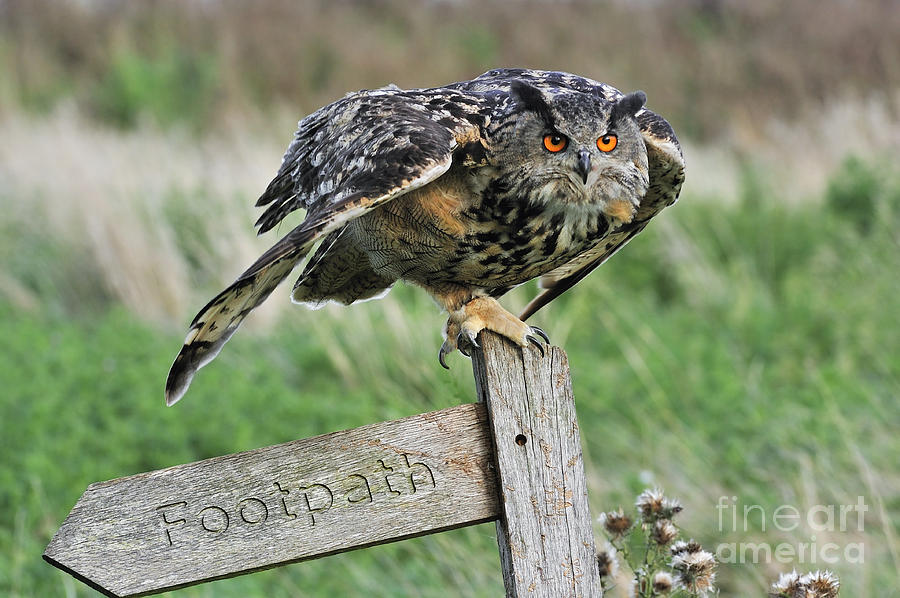 Eagle owl 6 Photograph by Arterra Picture Library