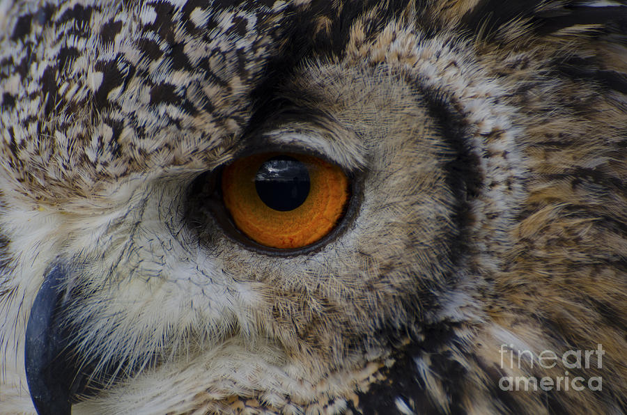 Eagle owl eye Photograph by Steev Stamford