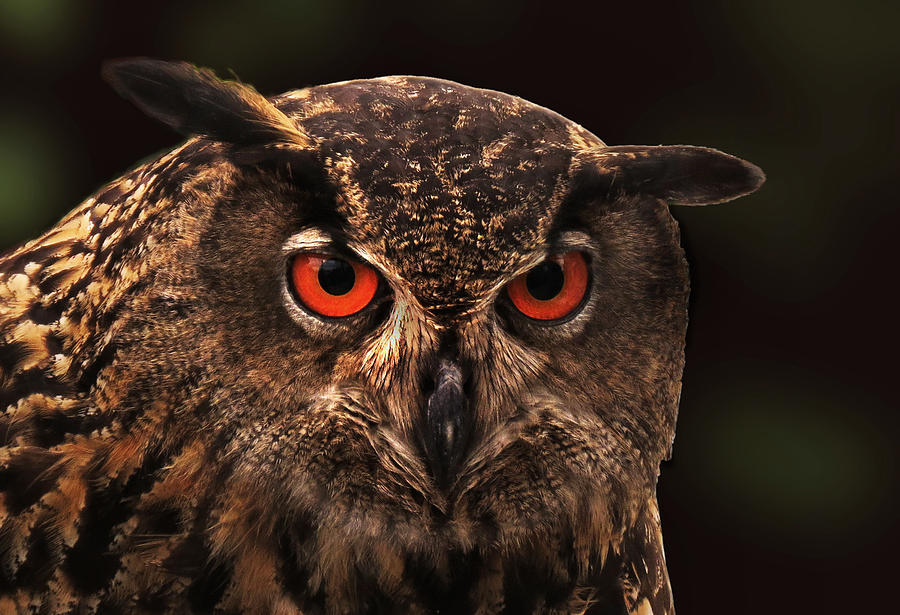Eagle Owl Intensity Photograph by Deborah Smith