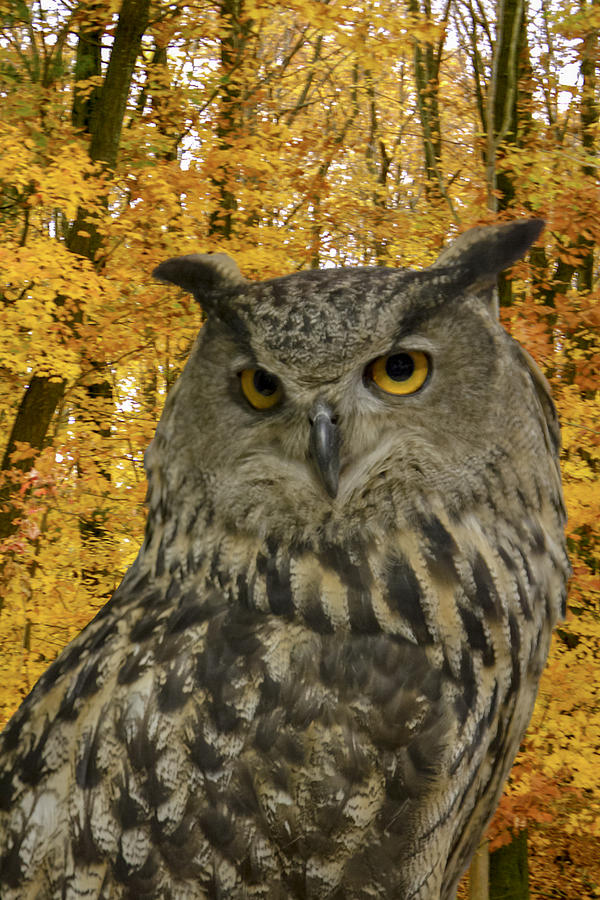 Eagle Owl Photograph by Jack R Perry