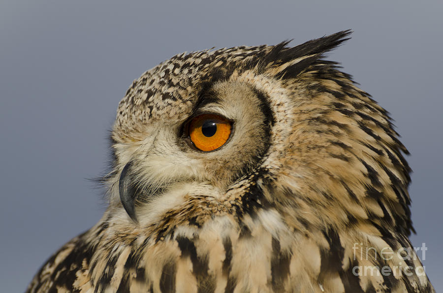Eagle owl looking left Photograph by Steev Stamford