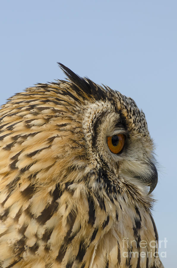 Eagle owl looking right Photograph by Steev Stamford