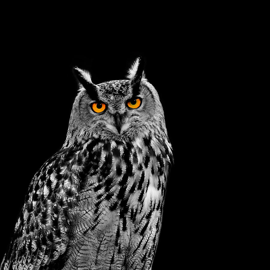 Eagle Photograph - Eagle Owl by Mark Rogan