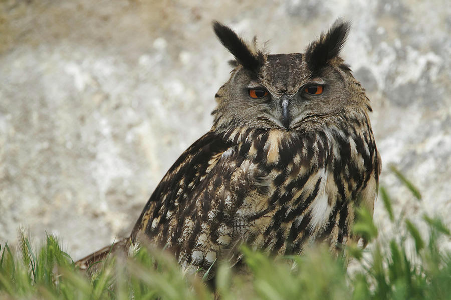 Adam Jones Photograph - Eagle Owl, Parc Ornithologique De Pond by Adam Jones