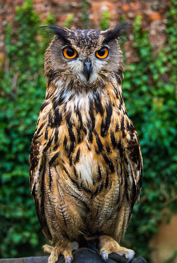 Owl Photograph - Eagle Owl Portrait by Emma Hughes