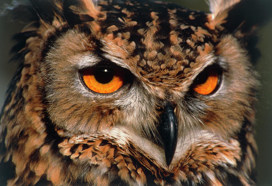 Eagle Owl by Simon Fraser/science Photo Library