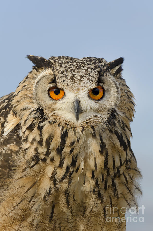Eagle owl stare Photograph by Steev Stamford
