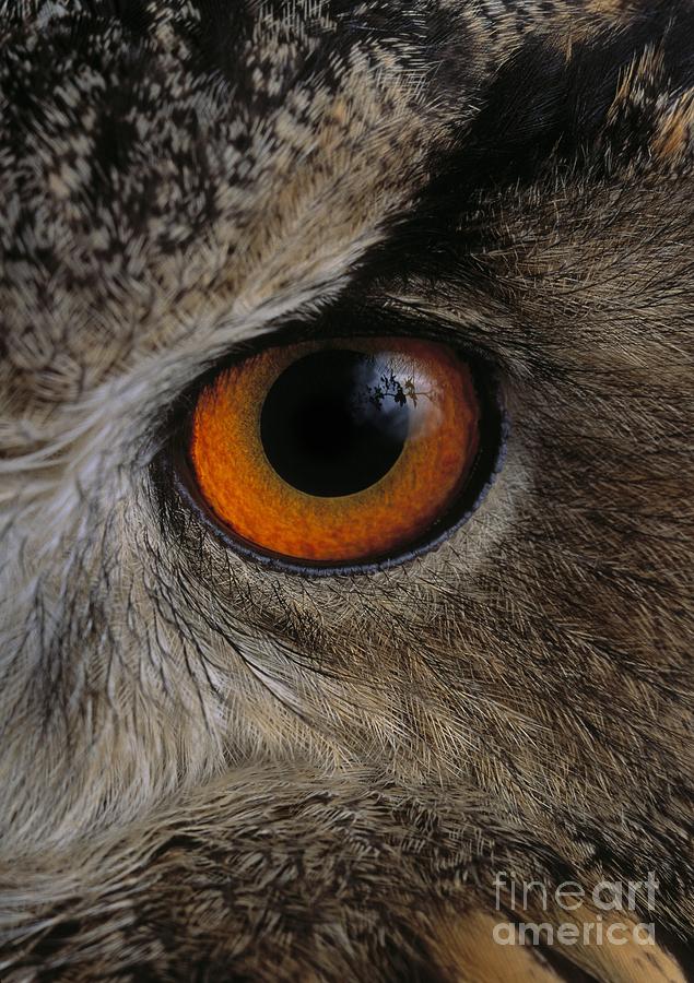 Eagle Owl Photograph by Stephen Dalton