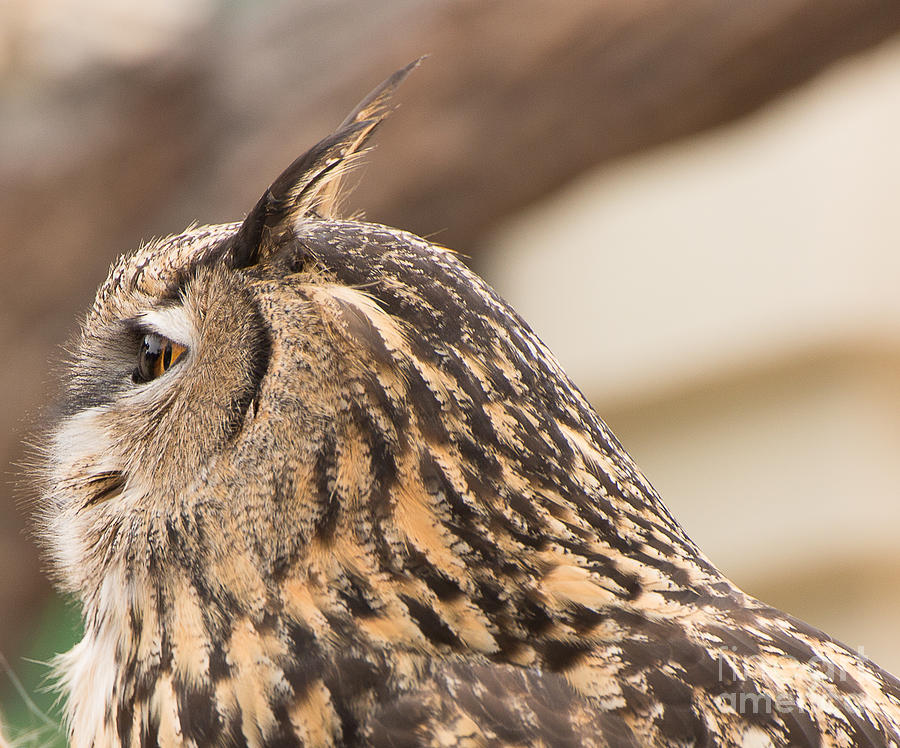 San Diego Zoo Photograph - Eagle Owl  by Stephen Parker