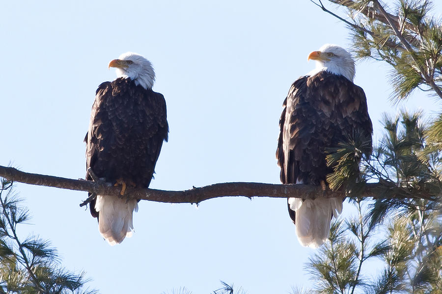Eagle Pair in Prairie Du Sac Wisconsin Photograph by Natural Focal Point Photography