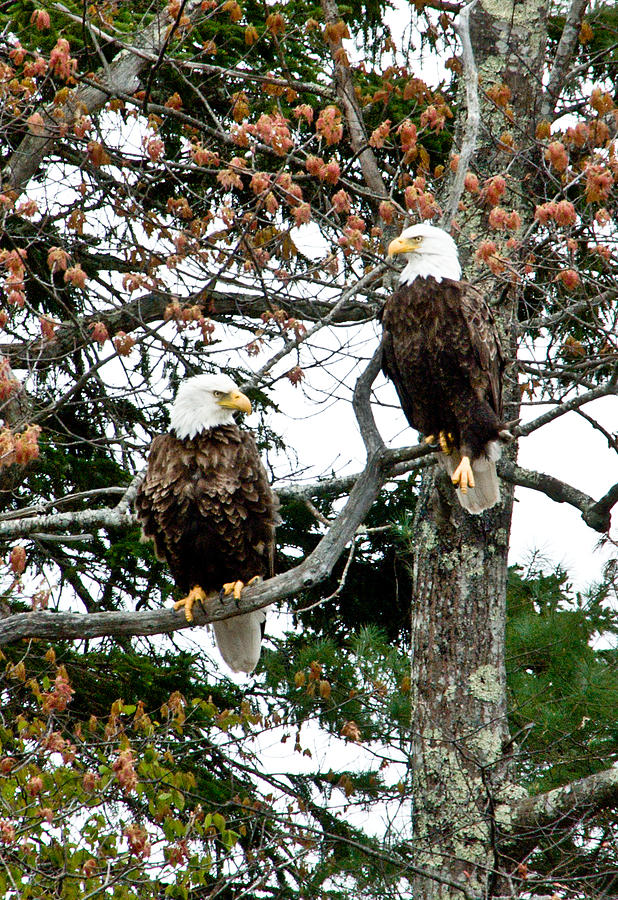 Eagle Pair Maine Photograph by Lena Hatch