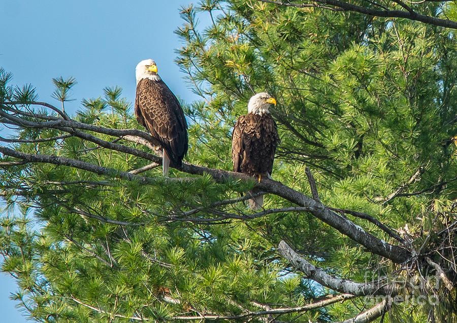 Eagle Parents Photograph by Cheryl Baxter