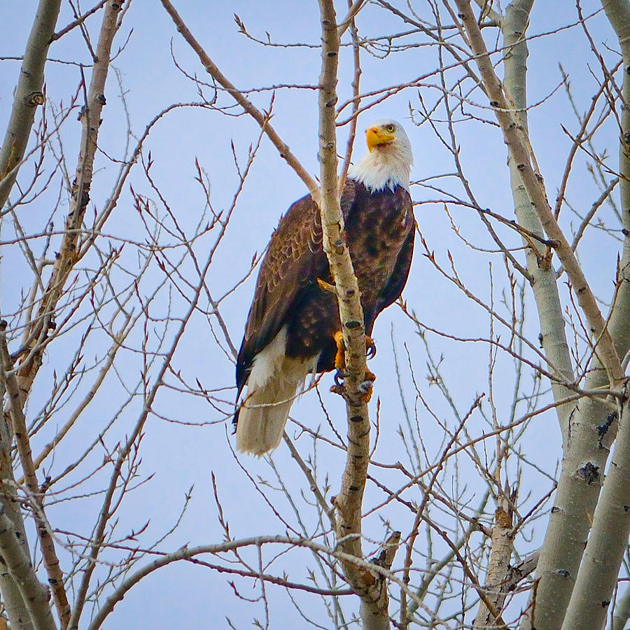Eagle Photograph - Eagle Perch by Greg Norrell