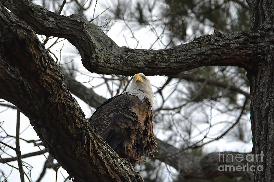 Eagle Perched in a Tree Photograph by Jai Johnson
