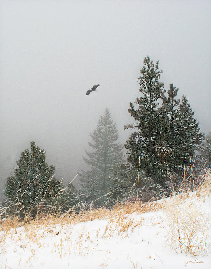 Colorado Rockies Photograph - Eagle Pines by Julie Magers Soulen