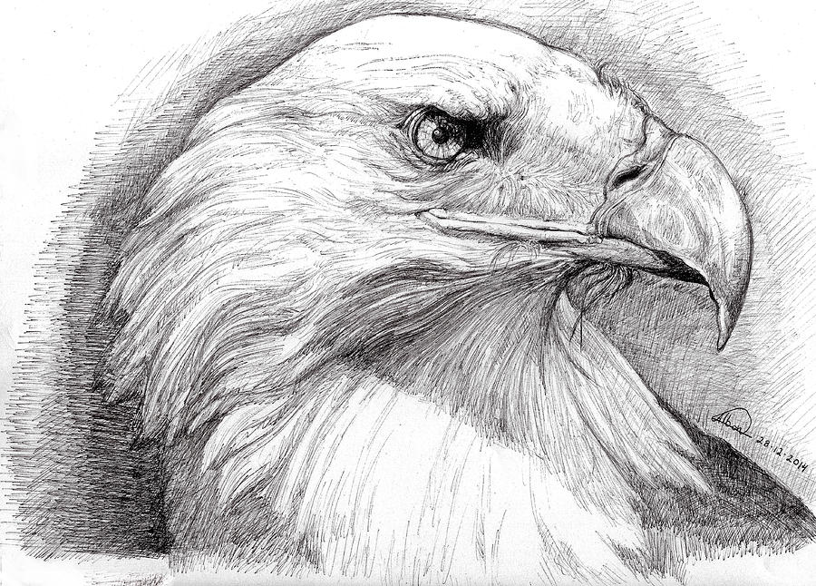 Eagle Portrait Painting by Alban Dizdari