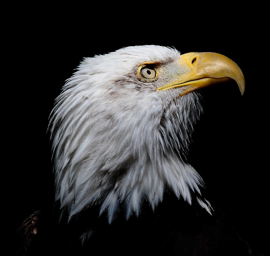 Eagle Portrait II Photograph by Athena Mckinzie