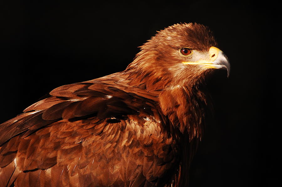 Eagle Portrait Photograph by Gina Dsgn - Fine Art America