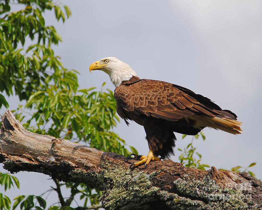 Eagle Portrait I Photograph by Jai Johnson