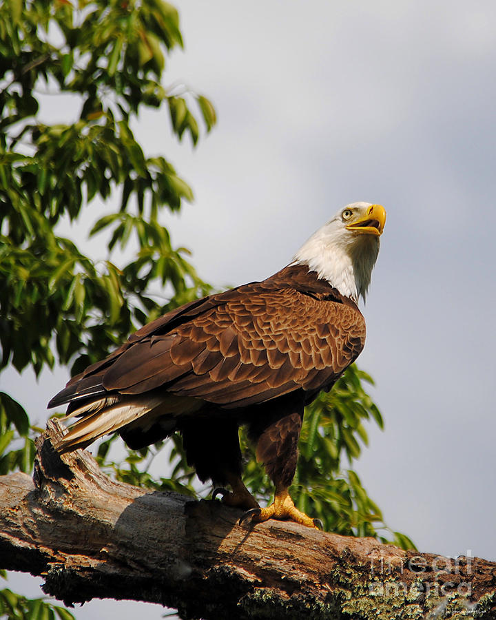 Eagle Portrait III Photograph by Jai Johnson