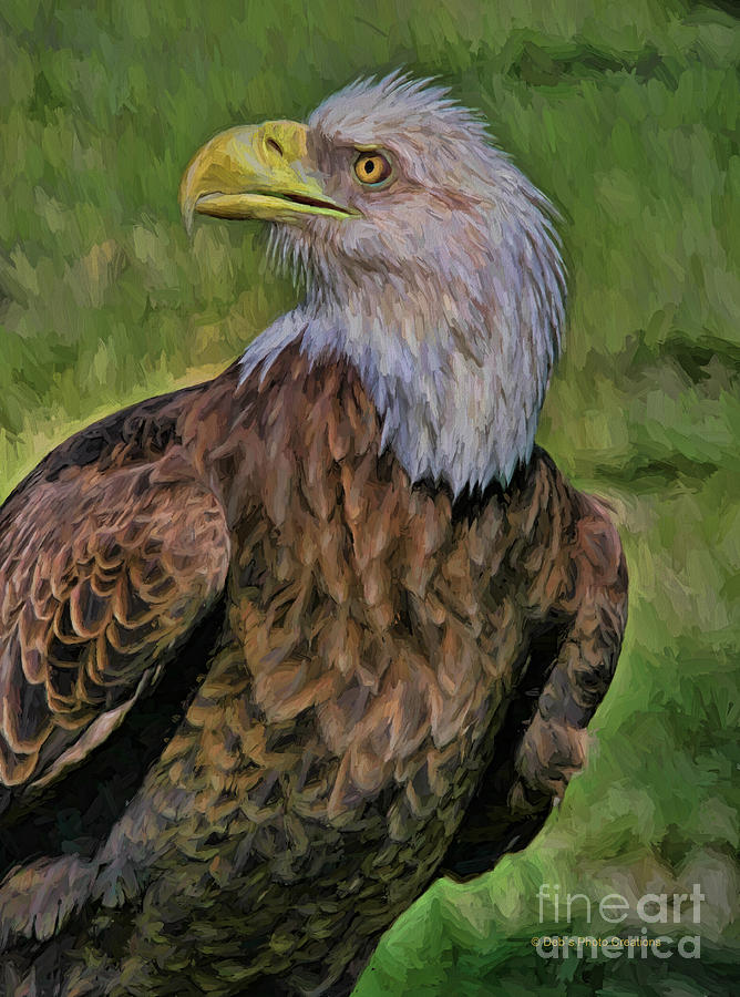 Eagle Photograph - Eagle Portrait Oil by Deborah Benoit