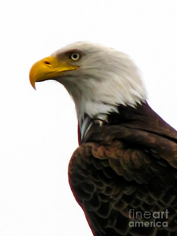 Eagle Portrait Photograph by Robert Bales