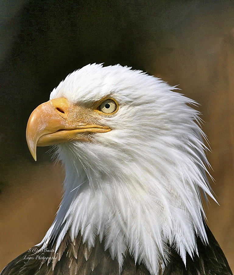 Eagle Portrait Photograph by Steve and Sharon Smith