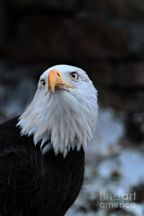 Eagle posing Photograph by Dwight Cook