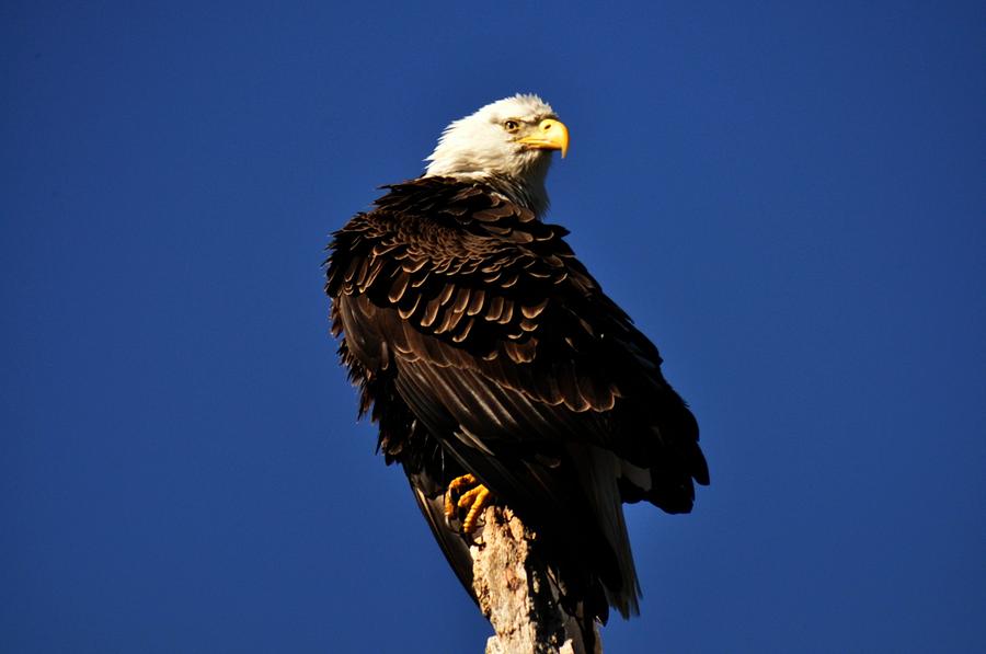 Eagle Posing Photograph by Steve Neitzel - Fine Art America