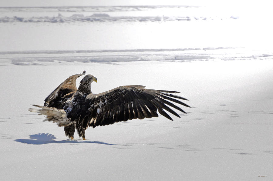 Winter Photograph - Eagle Prayer by RJ Martens