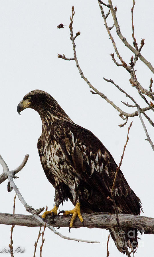 Eagle Prey Photograph by Linda Rich - Fine Art America