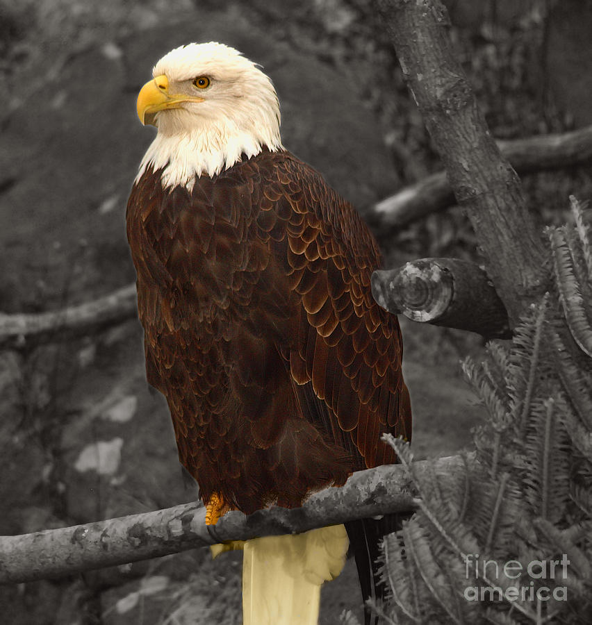 Eagle Pride  Photograph by Raymond Earley
