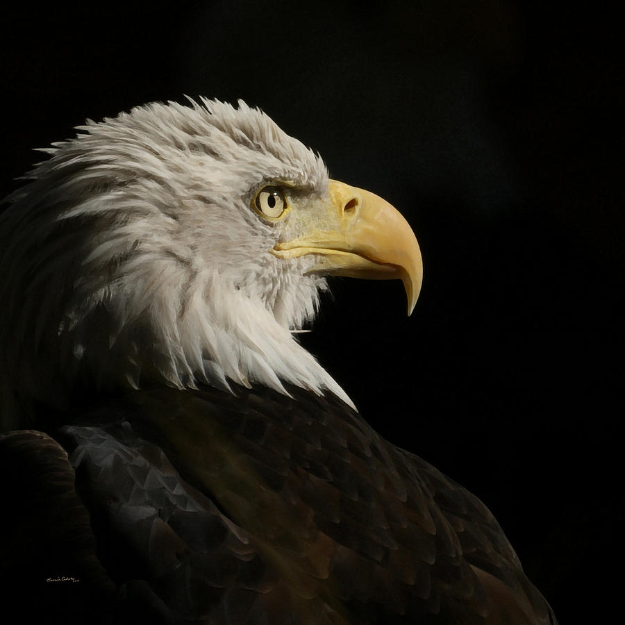 Animal Photograph - Eagle Profile 1 by Ernest Echols