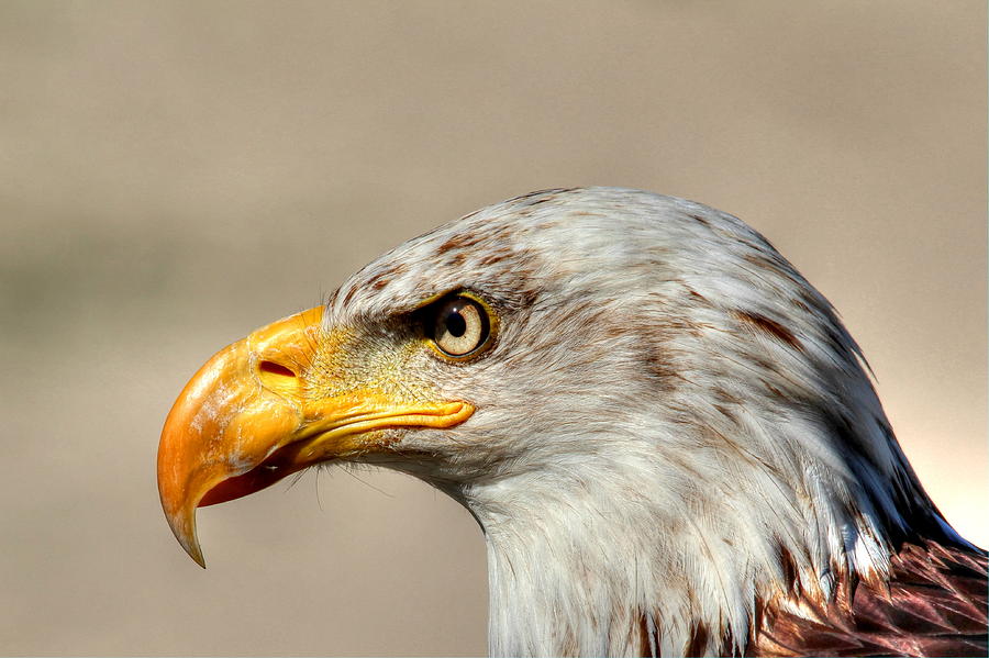 Bird Photograph - Eagle Profile by Larry Trupp