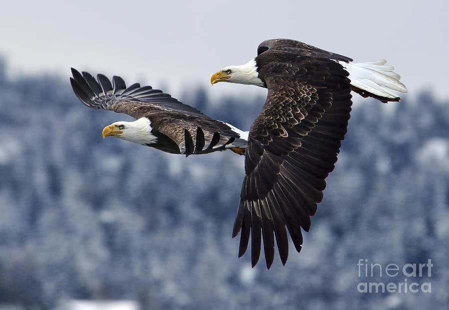 Eagle Race Photograph by Deby Dixon
