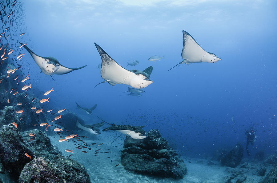 Eagle rays coming through Photograph by By Wildestanimal