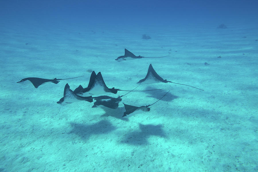 Eagle Rays Swimming In The Pacific Photograph by Panoramic Images